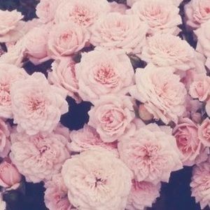 Meet your Posher, Daria